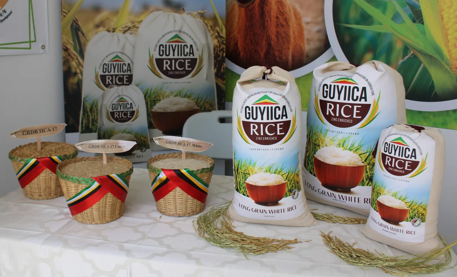 INTERNACIONAL: Se lanza al mercado el primer arroz biofortificado para el Caribe