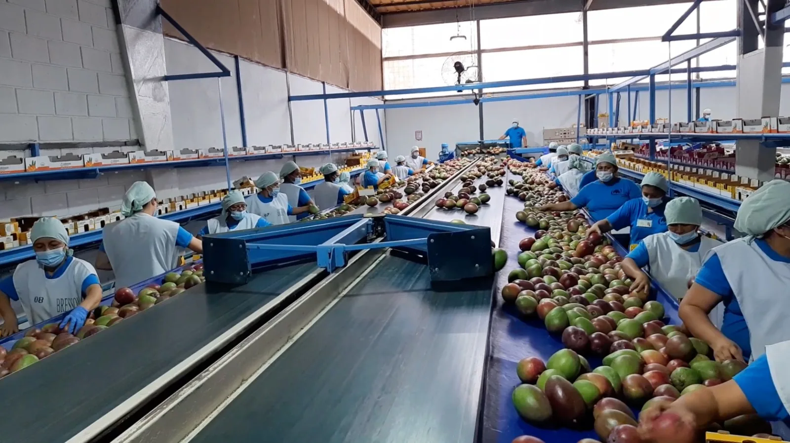 Ecuador abre nuevas fronteras para su mango