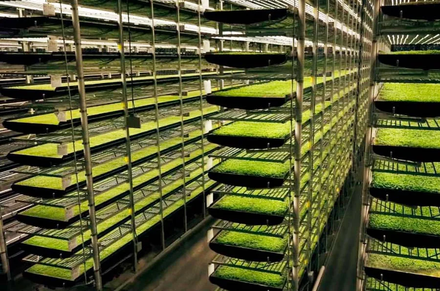 INTERNACIONAL: El futuro de la alimentación se llama agricultura vertical