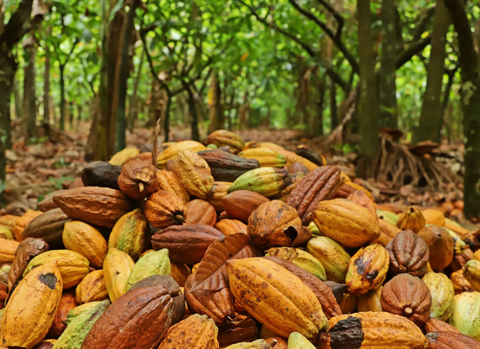 INFORME TÉCNICO, BRASIL: Proyecto evalúa insectos polinizadores de cacao en diferentes sistemas de producción