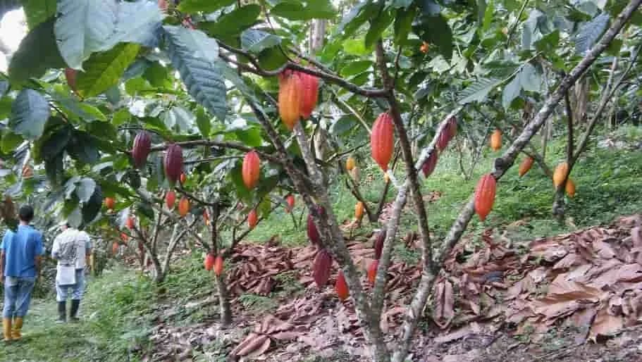 INTERNACIONAL: Lanzan drones con vaselina en Ghana para el fitomonitoreo de plantaciones de cacao