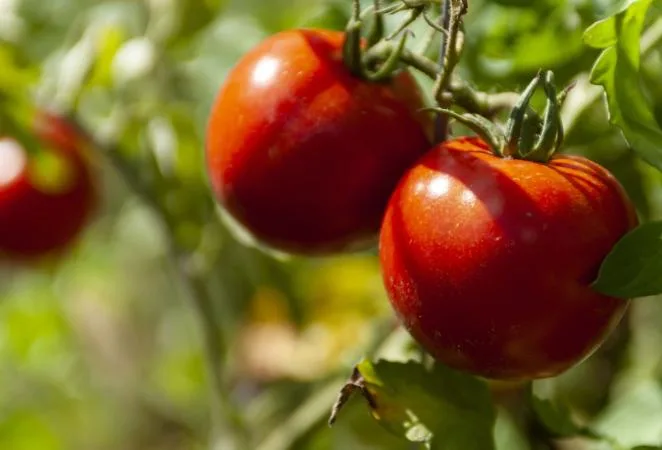 INTERNACIONAL: Logran tomate editado genéticamente que consume menos agua