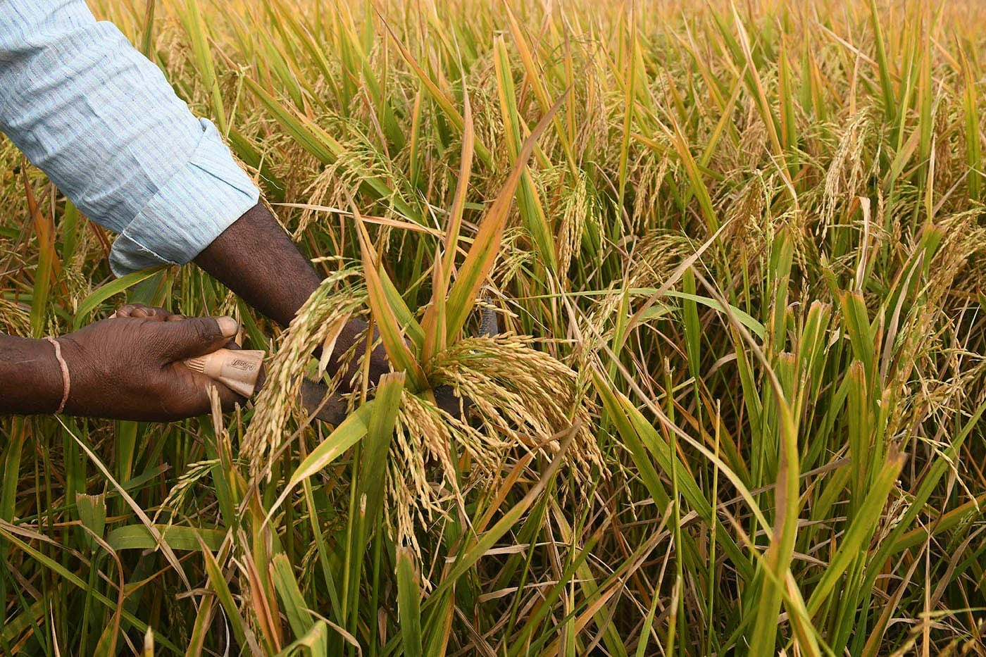 ARGENTINA: Producción de arroz cae pese a buenos rendimientos