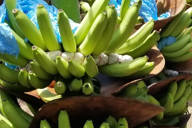 INTERNACIONAL: El movimiento de bananas se mantiene estable, mientras que el mercado de los plátanos macho gana fuerza