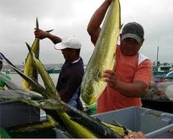 Pesquería de Palangre de Dorado en Ecuador avanza hacia certificación sostenible