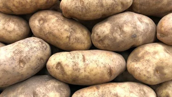 Optimización del almacenamiento de papas: estrategias y soluciones para un control eficaz de la brotación