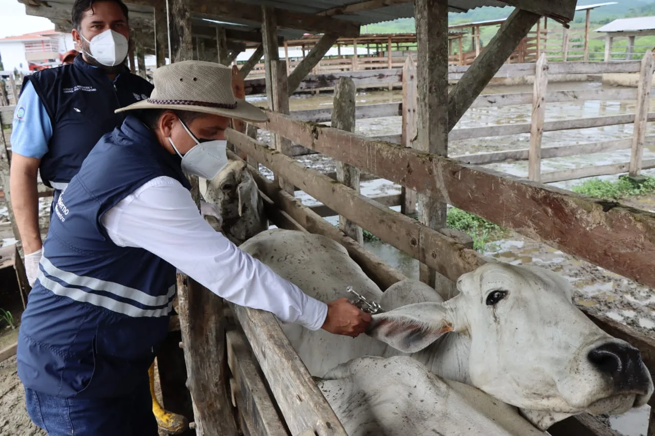 Más de 4,7 millones de animales serán vacunados contra la fiebre aftosa en Ecuador