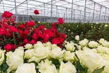 INTERNACIONAL: En la ciudad china de Anning se cultivan rosas comestibles
