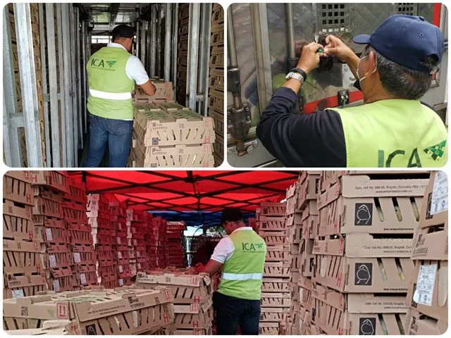 INTERNACIONAL: Colombia ha exportado cuatro millones de pollitos de engorde y postura a Venezuela