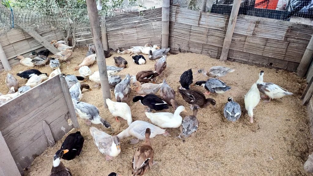Productores de Charapotó Adoptan Modelo de Cultivo de Arroz con Patos