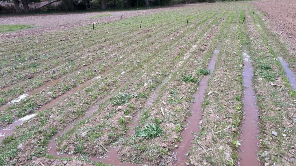 INFORME TÈCNICO: El desafío de mejorar el rendimiento de maíz sin aumentar el uso de insumos en ambientes andinos