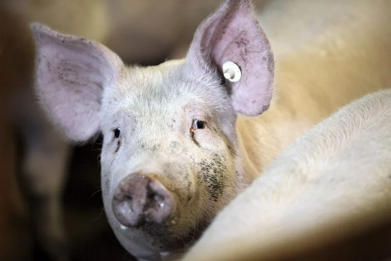 China suspende importaciones de cerdo de 12 empresas de Barcelona tras el foco de peste