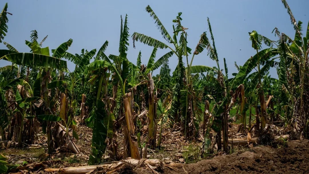 ECUADOR: Guayaquil acogerá en abril la cumbre de banano 2025 donde abordará la amenaza de los nematodos