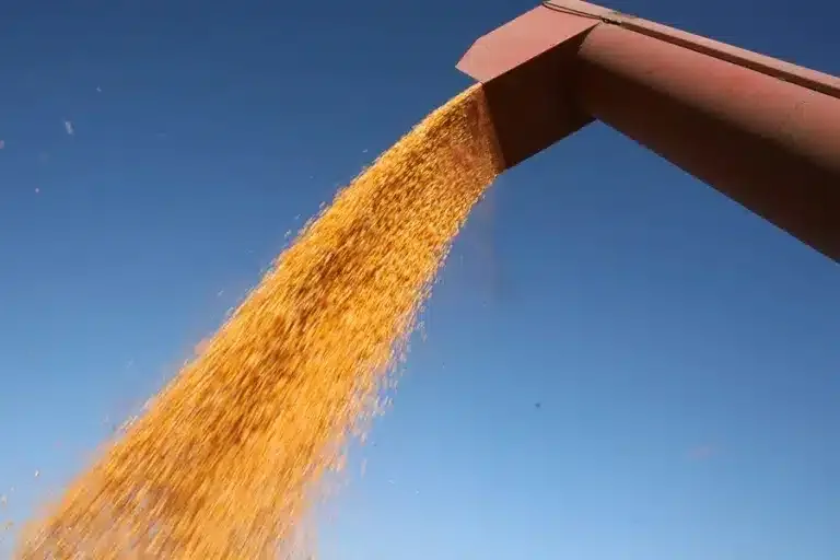 INTERNACIONAL: La CE autoriza la importación de dos variedades de maíz transgénico