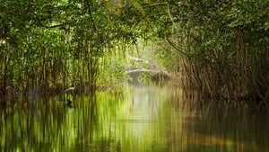 MAATE Obtiene Financiamiento del Fondo Verde para el Clima para Conservación de Manglares