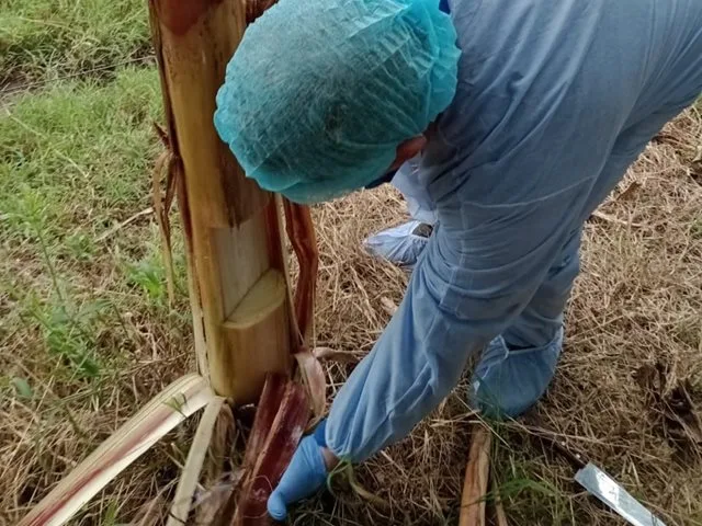 INTERNACIONAL: ICA intensificó la toma de muestras para el diagnóstico de Fusarium R4T en Arauca
