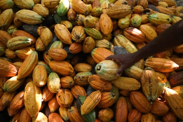 INTERNACIONAL: El cacao más amargo: la caída de la producción dispara su precio y aviva la especulación