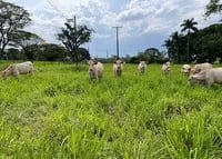 El sector de vacuno de carne alerta de pérdidas de empleo por el acuerdo de Mercosur