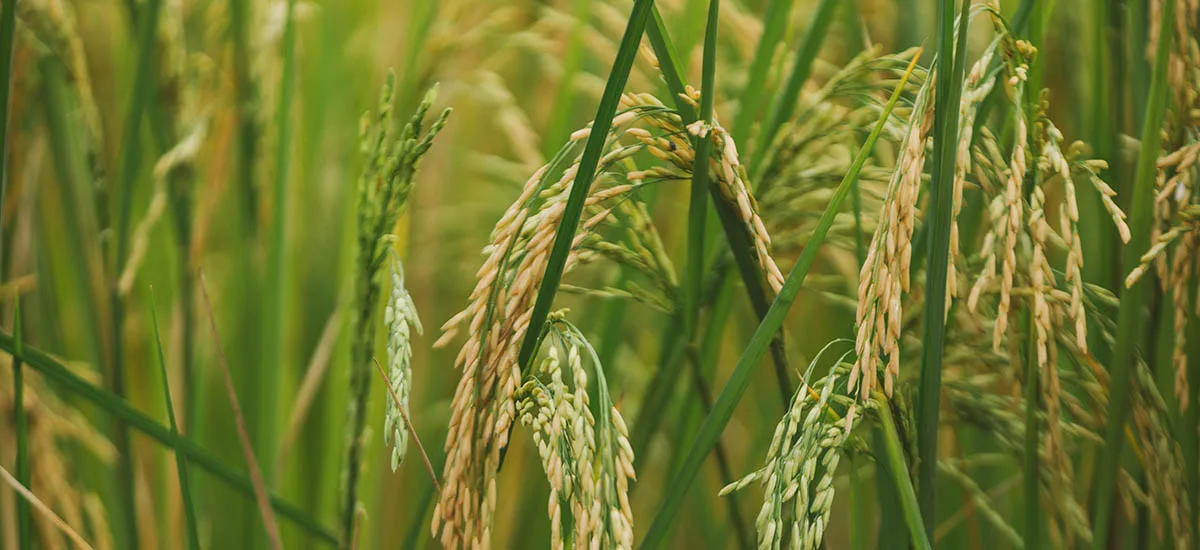 ECUADOR: INIAP proyecta abastecer 19 mil hectáreas de arroz con semilla en el 2025