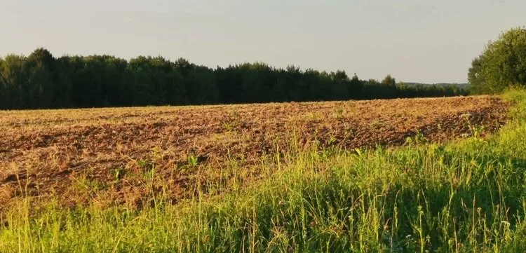 INFORME TÉCNICO: El encalado de rastrojos es una práctica agrícola popular en Alemania