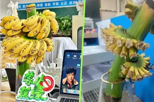 INTERNACIONAL: En China cultivan bananas en la oficina para combatir el estrés laboral