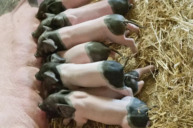 INTERNACIONAL: Calculan que adaptar el porcino a la norma de bienestar supondrá 300.000 euros por granja