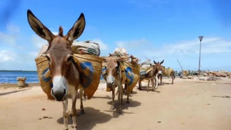 INTERNACIONAL: Exportaciones de carne de burro y sobproductos alcanzaron 691 toneladas entre enero y abril de 2024