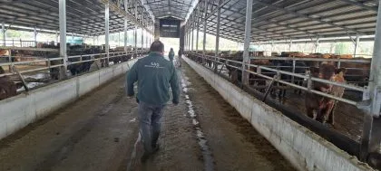 INTERNACIONAL: Habilitan nuevos predios para la exportación de ganado bovino desde Chile a Europa