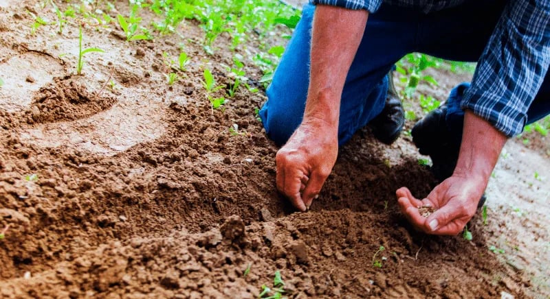 ECUADOR: Agricultores esperan un 2025 productivo, pero inician desafíos sin créditos