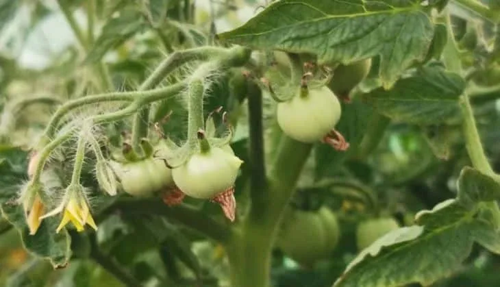 Científicos del USDA descubren resistencia al virus ToBRFV en antigua línea de tomate