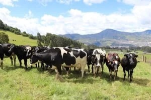 INTERNACIONAL, COLOMBIA: Un “canto” por el bienestar animal bovino. Ciencia para la ganadería en el trópico alto