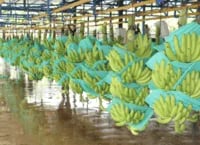 INTERNACIONAL, COLOMBIA: ASBAMA e ICA hacen prevención y contención de Fusarium en 305 fincas de banano y plátano del Caribe colombiano