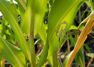 IA Analiza Temperatura de Hojas para Detectar Necesidad de Agua