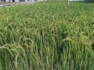 INTERNACIONAL, COLOMBIA: ICA y Acosemillas Instan a Agricultores a Utilizar Semillas de Calidad para Proteger la Seguridad Alimentaria