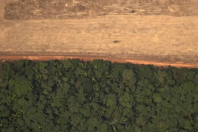 Las claves de la norma pionera en el mundo contra la deforestación que impactan en el agro