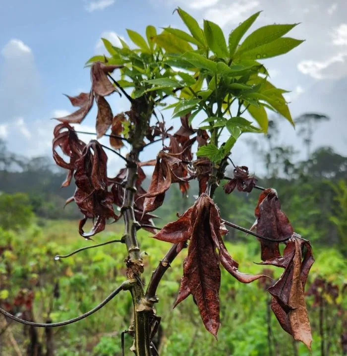 BRASIL: Embrapa identifica en primer lugar el caso de arrebato de yuca