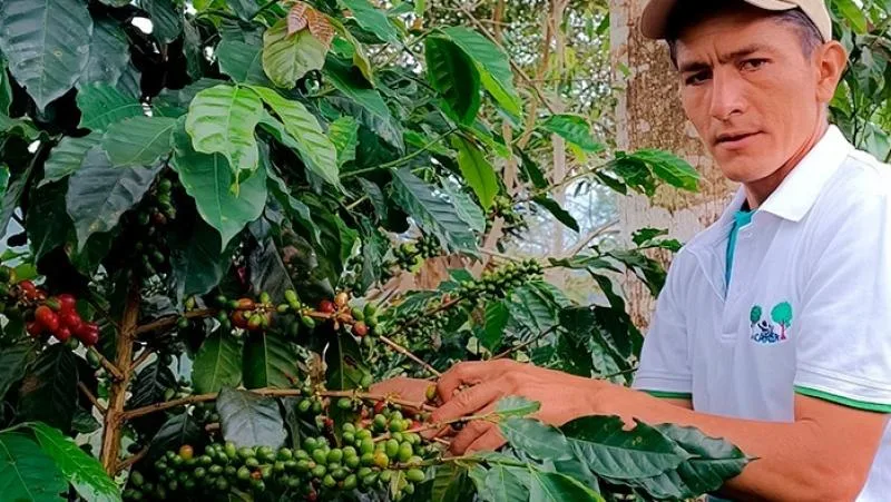 INTERNACIONAL, PERÚ: Midagri articula exportación directa de 820 toneladas de café a la Unión Europea y Estados Unidos