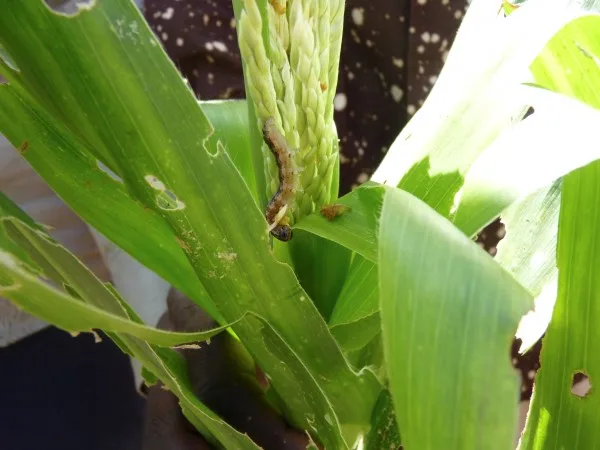ECUADOR: Gusano cogollero: una amenaza para el maíz que puede causar hasta un 70% de pérdidas