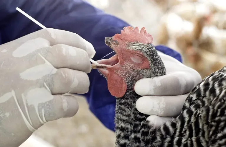 ESPAÑA: La gripe, la viruela o la lengua azul marcan los retos ganaderos