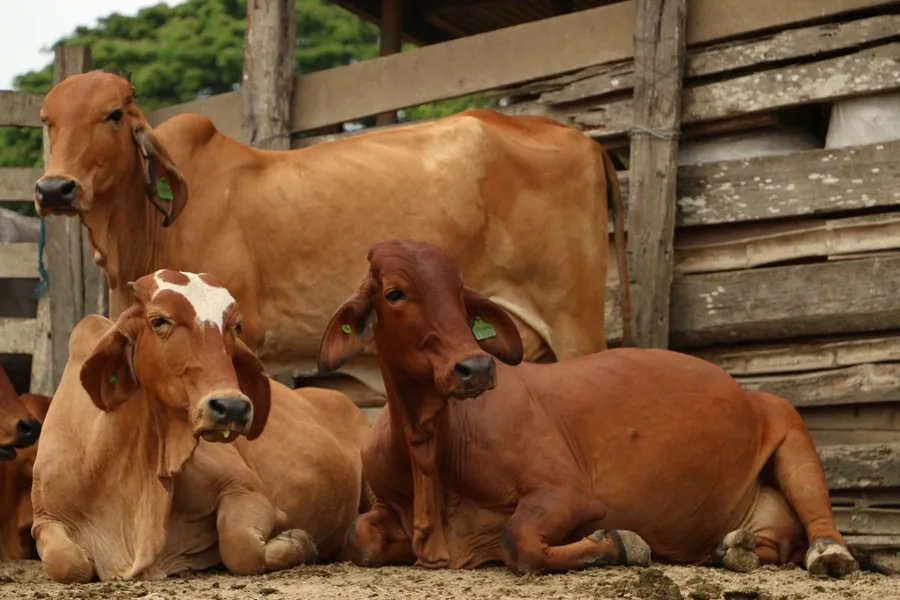 ESPAÑA: Tuberculosis bovina alerta al sector ganadero