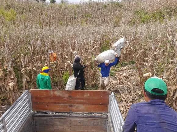 ECUADOR: Maiceros proponen que se importe después de la cosecha de verano