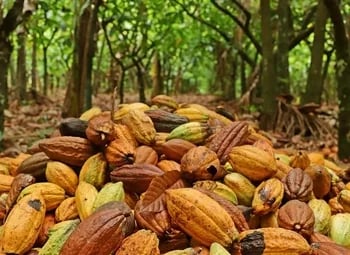 Colombia: Exportaciones de cacao colombiano a EE.UU. se triplican y alcanzan récord histórico