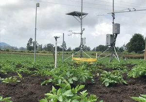 COLOMBIA: AGROSAVIA lanza sistema de información Agroclimática para el cultivo de papa (SIAP)