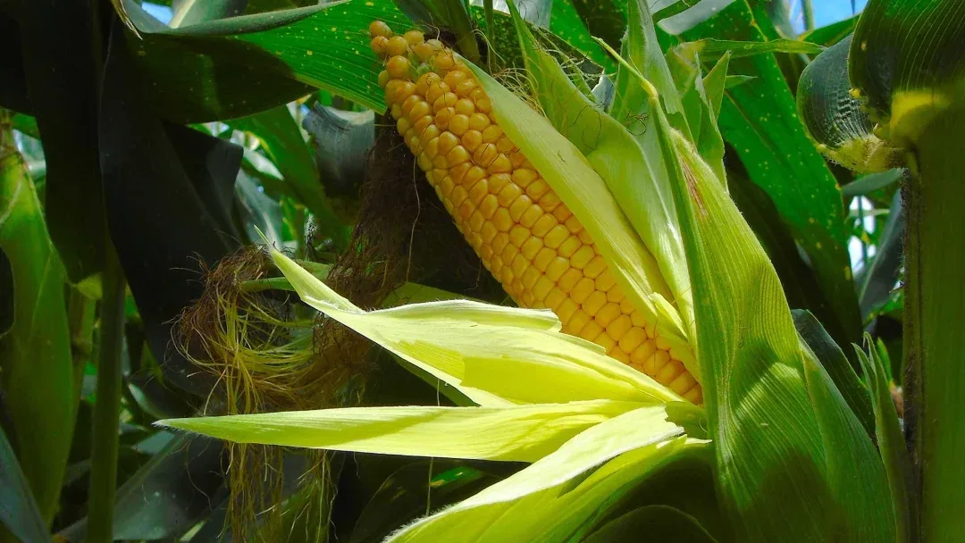 Colombia registra récord en adopción de cultivos transgénicos de maíz y soya