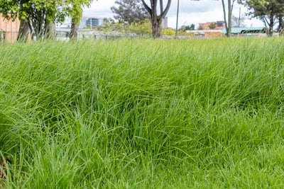 Manejo mejorado del pasto kikuyo promete mayor rendimiento y calidad en la producción lechera