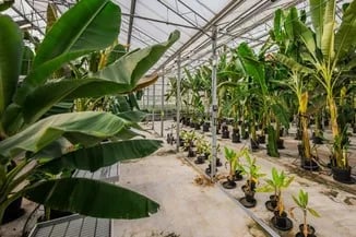 Chiquita presentará su nueva banana con bajas emisiones de carbono en la feria de Atlanta