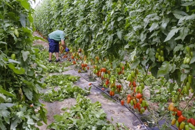 Los invernaderos solares del sur de Europa alimentan cada año a más de 500 millones de personas