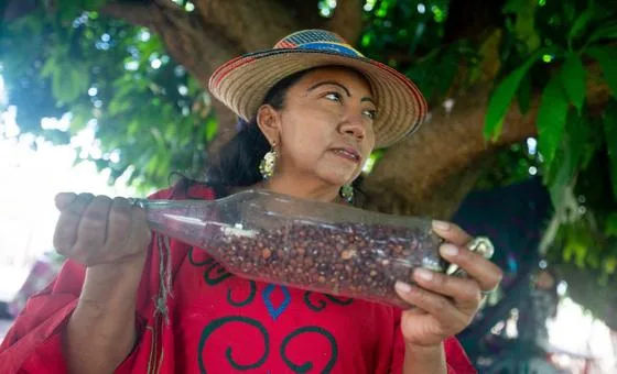 COLOMBIA: El frijol Guajiro en la lucha contra el cambio climático