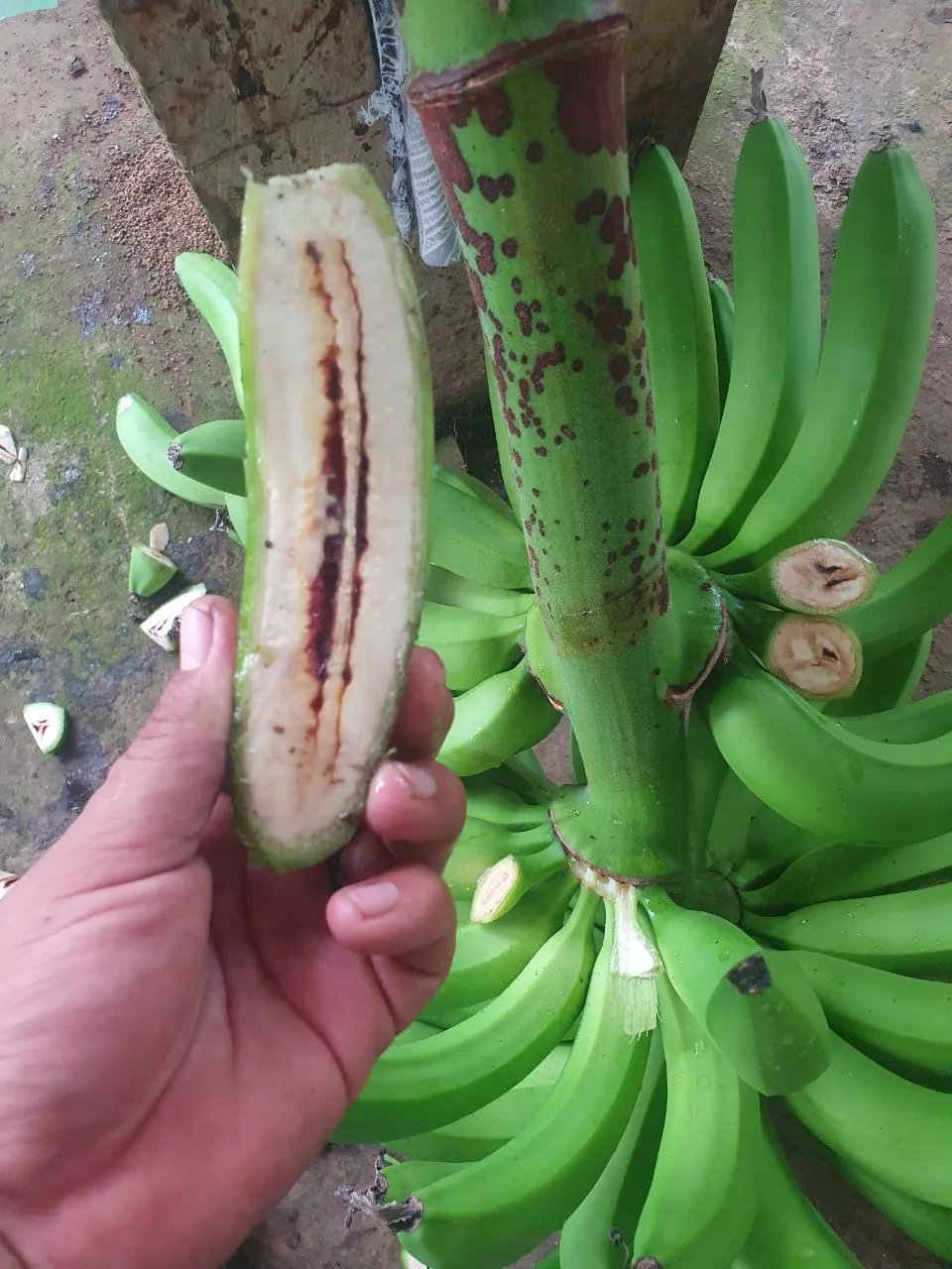 El moko del plátano: una amenaza fitosanitaria que persiste en América Latina