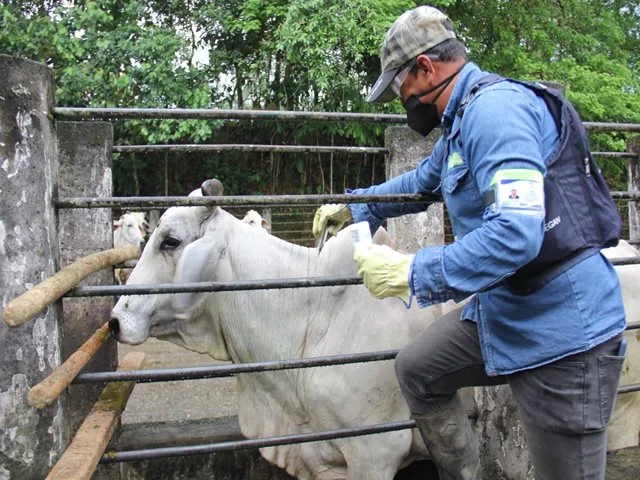 COLOMBIA: Suspende ciclo adicional de vacunación contra aftosa en frontera con Venezuela